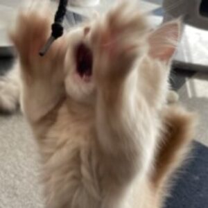 Profile photo of Hiromasa.Hiromasa