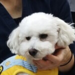 Profile photo of 大樹 平林